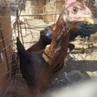 جوجه‌خروس‌وجوجه‌مرغ‌‌باهم‌۱۶۰۰۰۰۰ملیون‌شش‌صد|پرنده|سیرجان, |دیوار