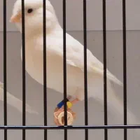 قناری ماده وایت فاکتور|پرنده|کرمان, |دیوار