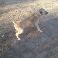 الاغ وسگ|حیوانات مزرعه|شیروان (خراسان), |دیوار