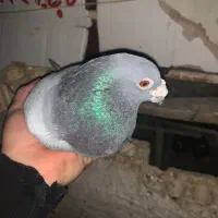 پلاکی|پرنده|دهدشت, |دیوار