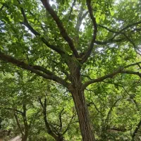 باغ-جنگل-بنادک-سادات