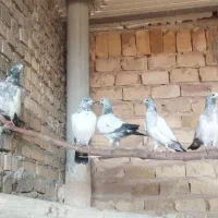 ۴تا جوجه پاکستانی ناجلد پر بازی