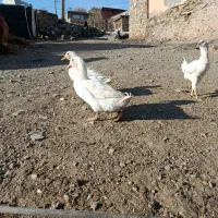 دو عدد اردک محلی
