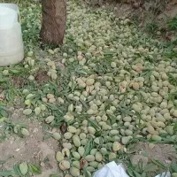 فروش انواع نهال بادام