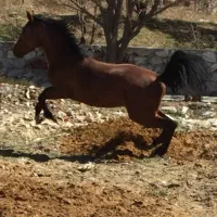 اسب عرب ایرانی خالص|اسب و تجهیزات اسب‌سواری|خوانسار, |دیوار