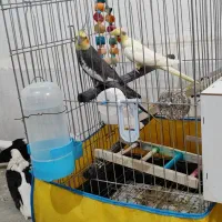 عروس هلندی نر سینامون ماده لوتینو ماده ۸ تخم|پرنده|جیرفت, |دیوار