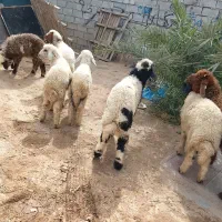 7عدد بره نر جهت فروش درجه یک شرط صحیح