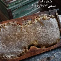 فروش عسل کوهستان سهند|خوردنی و آشامیدنی|امامزاده عبدالله, |دیوار