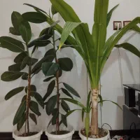 فروش گل آپارتمانی|گل و گیاه طبیعی|شاهینشهر, خانه کارگر|دیوار