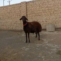 قوچ همو و بره قوچ همو|حیوانات مزرعه|گلپایگان, |دیوار