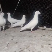 سفید پلاکی و سبز بازیکن