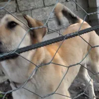 واگذاری سگ پژدر