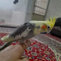 عروس‌هلندی‌ومرغ‌عشق‌دستی