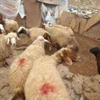 عمده و تکفروشی گوسفند شیشک و بز چاق روغنی|حیوانات مزرعه|خرم‌آباد, |دیوار