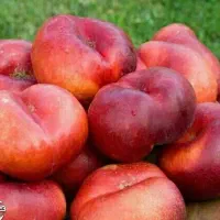 پیش‌فروش نهال شلیل انجیری شناسه دار|خدمات باغبانی و درختکاری|اشکذر, |دیوار