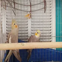 عروس هلندی مولد