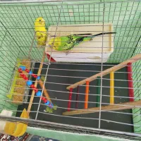 مرغ عشق|پرنده|دهگلان, |دیوار