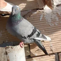 کفتر|پرنده|مشهد, بهمن|دیوار