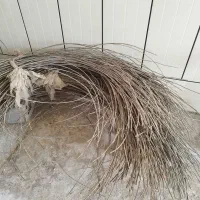 سیم باغی|خدمات باغبانی و درختکاری|رامشیر, |دیوار