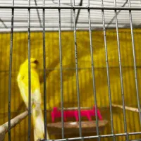 نررسمی بلند طلایی