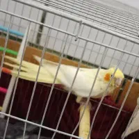 عروس لوتینیو گل باغالی سینامون نروماده|پرنده|اهواز, فتح|دیوار