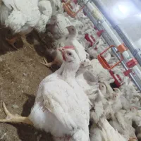 کارگر مجردبرای کار در مرغداری