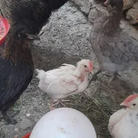 نیمچه های کاکلی بسار زیبا