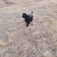 بز چاق کشتاری