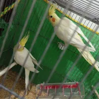 جفت عروس هلندی روی تخم لوتینو|پرنده|گناباد, |دیوار