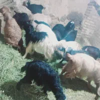 بزغاله|حیوانات مزرعه|زنجان, |دیوار