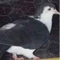 کبوتر پریدن