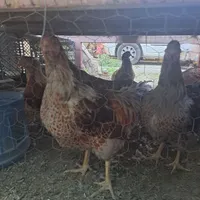 تخم نطفه دار ویادونت، برهما، لهستانی، کوشین ،لری|حیوانات مزرعه|شاهین‌شهر, مخابرات (شهید بهشتی)|دیوار