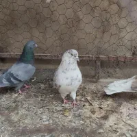 کبوتر|پرنده|مشگین شهر, |دیوار