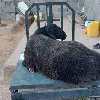 بره تکی وعمده ای