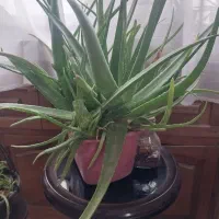 چند گلدان الوورا با قیمت خوب|گل و گیاه طبیعی|ری, شهادت|دیوار