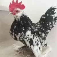 تخم یوسل بلژیکی|حیوانات مزرعه|قم, شهرک سازمان آب|دیوار