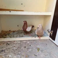 کبوتر سینه ای چندجفت|پرنده|کرج, اخگرآباد|دیوار