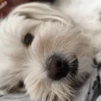 سگه گمشده