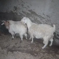 فروش بره و بخته چهارگنبد|حیوانات مزرعه|سیرجان, |دیوار