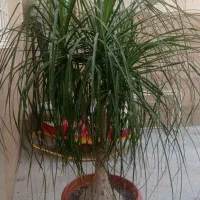گل لیندا آپارتمانی
