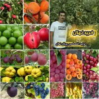 فروش نهال ها با چک