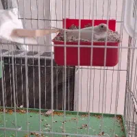 فروش قناری|پرنده|اردکان, |دیوار