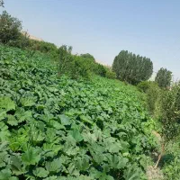 اجاره-زمین-کشاورزی