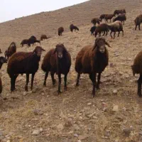 یک عدد گوسفند گم شده