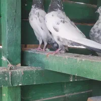 سه عدد حیوون درجه یک|پرنده|بندرعباس, |دیوار