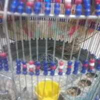 سهره خاکی دهن هزار دستان. قناری قرمز نر..جیبر نر