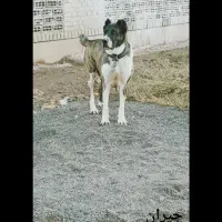ماده جیران خراسانی خالص