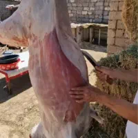 سلاخ قصابی و  کل تهران کم ترین هزینه فروش دام|حیوانات مزرعه|تهران, سعادت‌آباد|دیوار