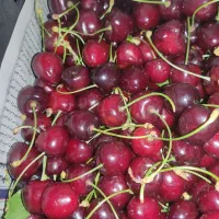 گیلاس تک دانه محلی هنزا رابر