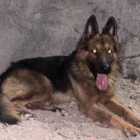 سگ ژرمن شپرد کلاس B|سگ|بم, |دیوار